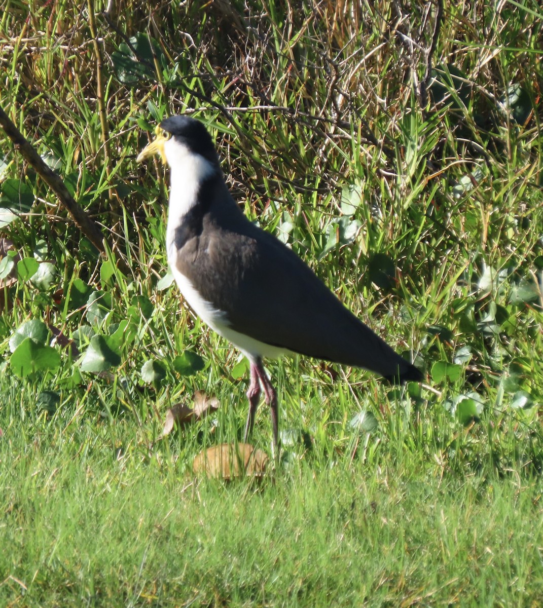 Masked Lapwing - Brian Deans