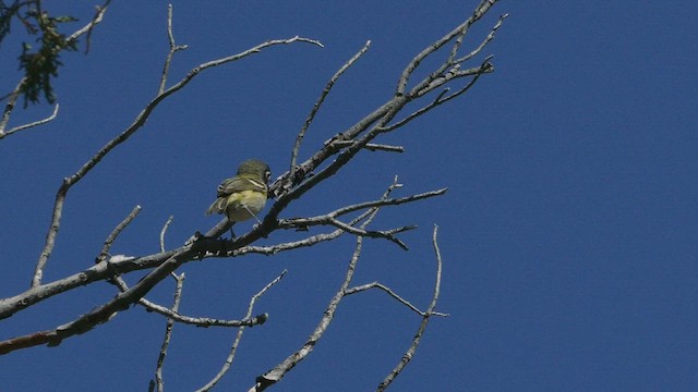 Vireo Cabecinegro - ML450287001