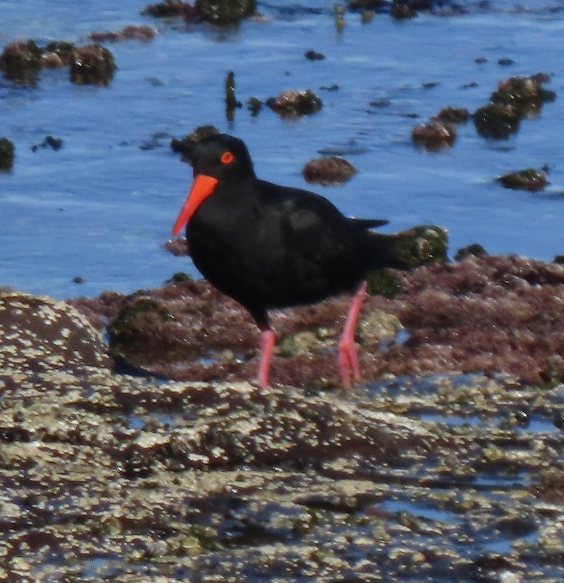 Sooty Oystercatcher - ML450287901