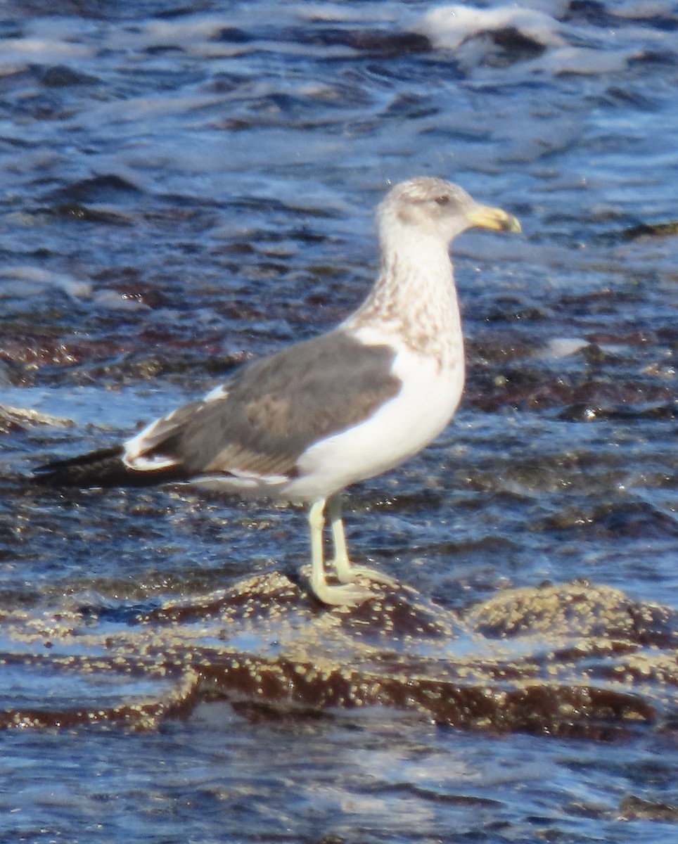 Kelp Gull - ML450287951