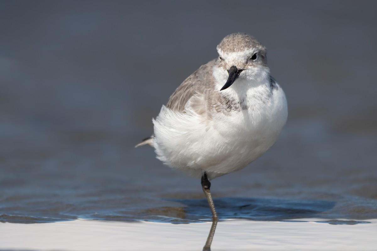 Wrybill - ML450288891