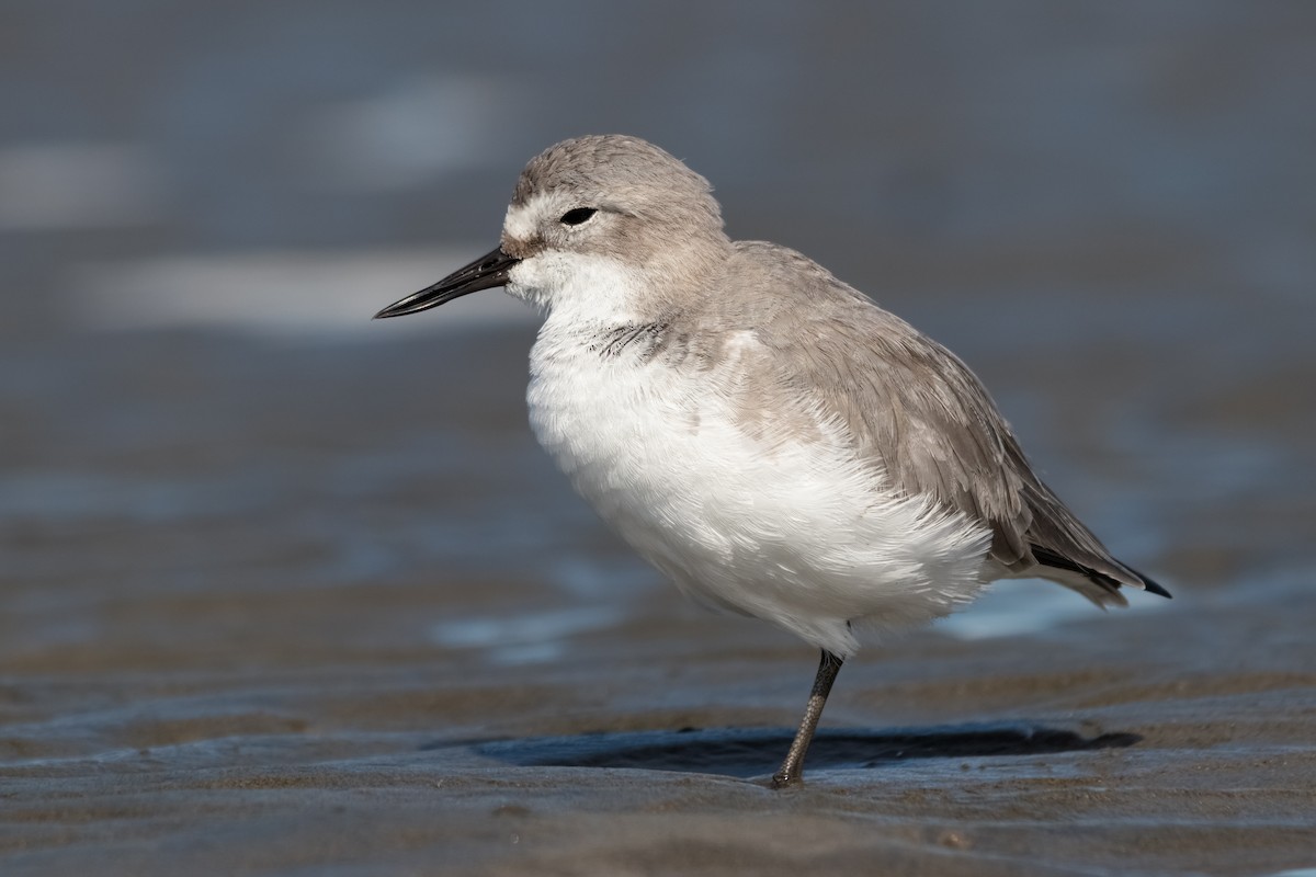 Wrybill - ML450289111