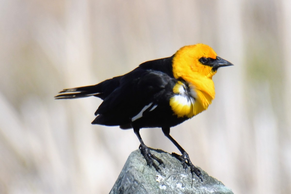 Yellow-headed Blackbird - ML450289381