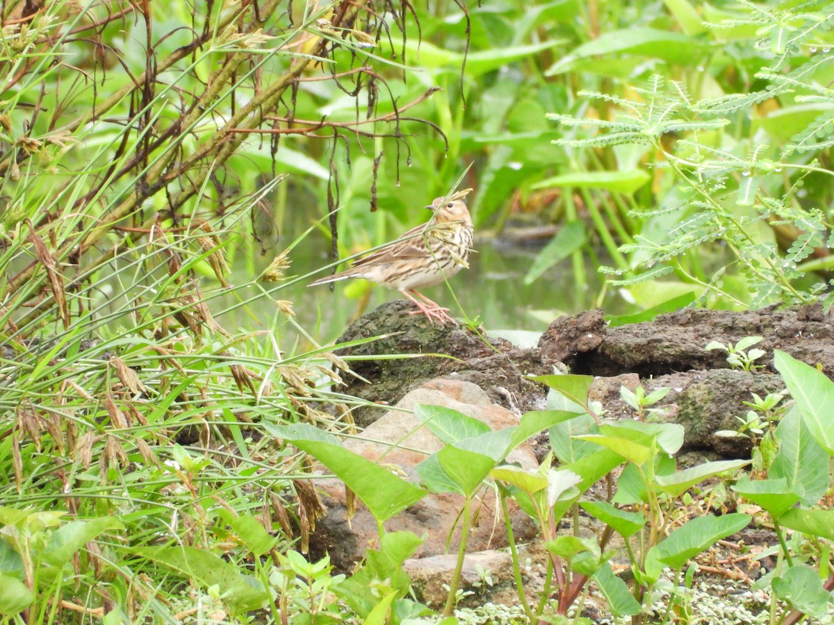 Red-throated Pipit - Sholeh Hanser