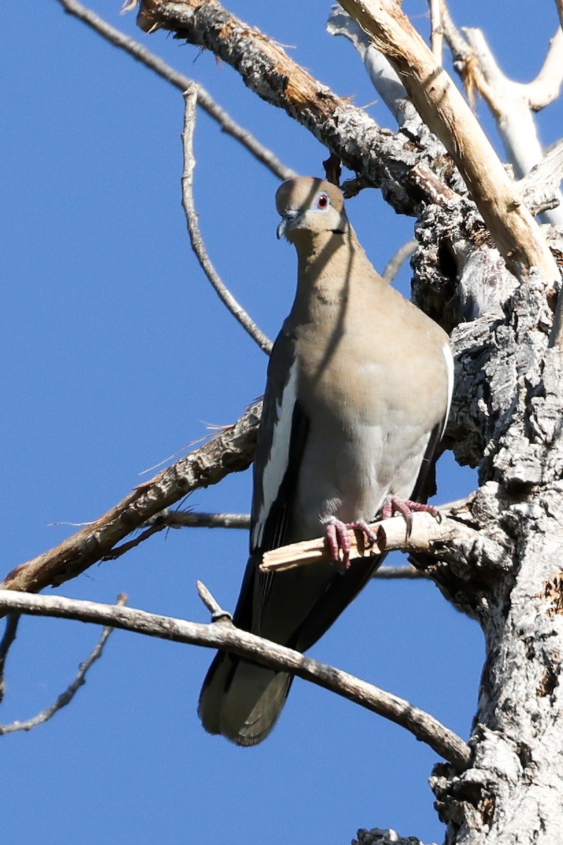 White-winged Dove - ML450289591