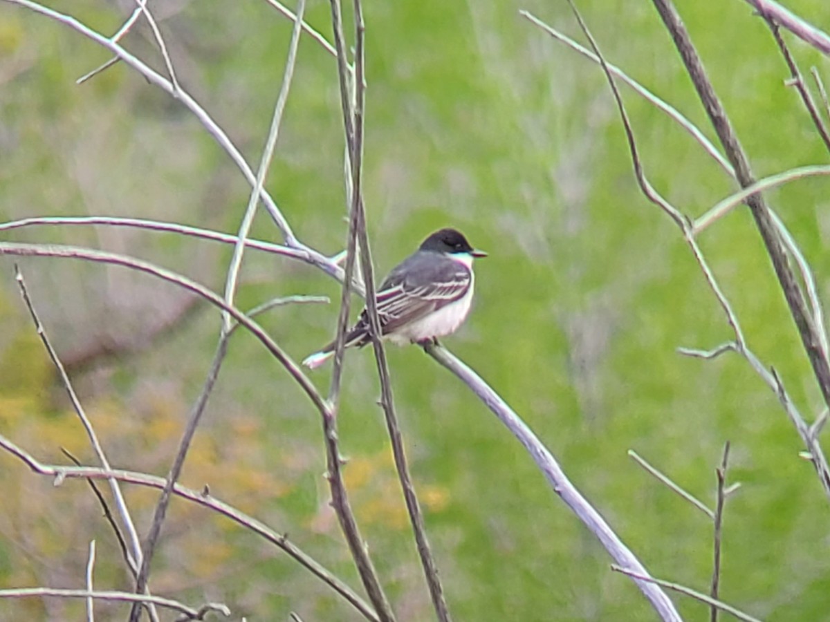 Eastern Kingbird - ML450290001