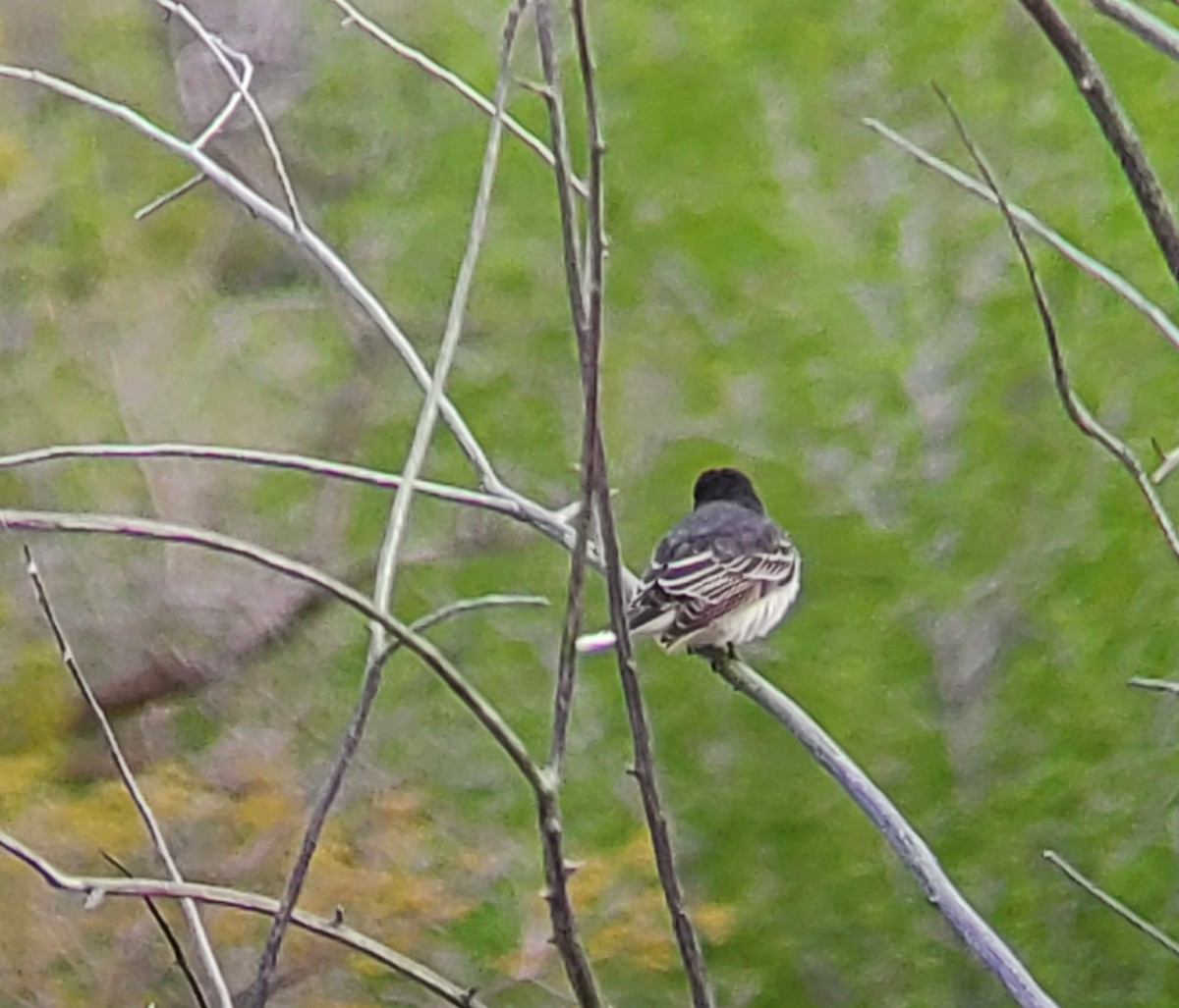 Eastern Kingbird - ML450290021