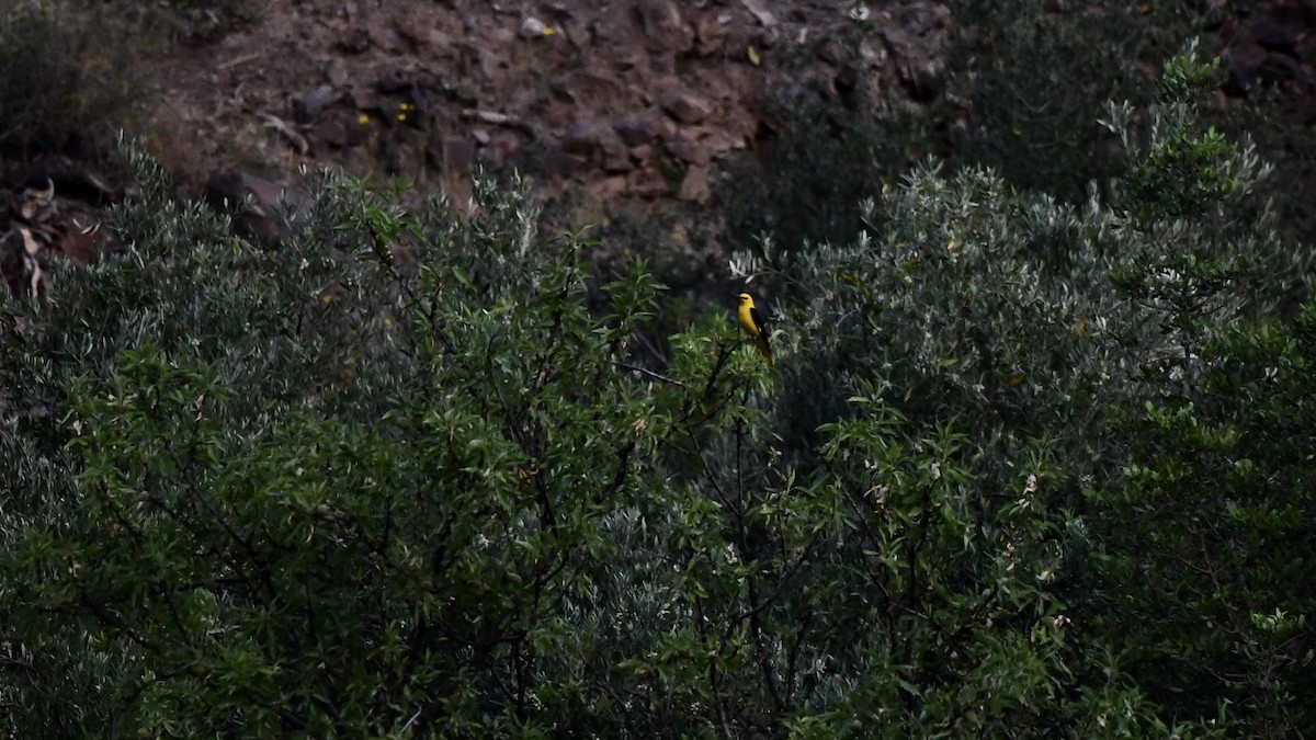 Eurasian Golden Oriole - ML450290381