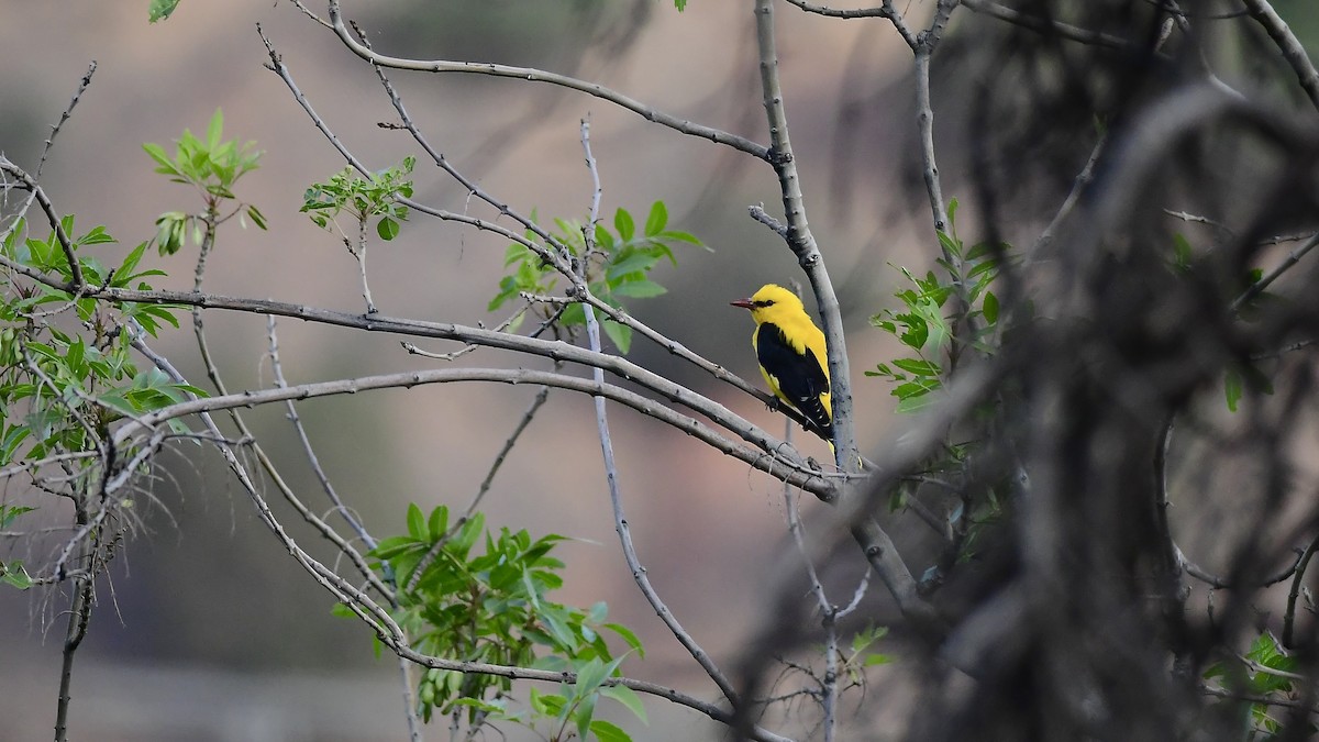 Eurasian Golden Oriole - ML450290391