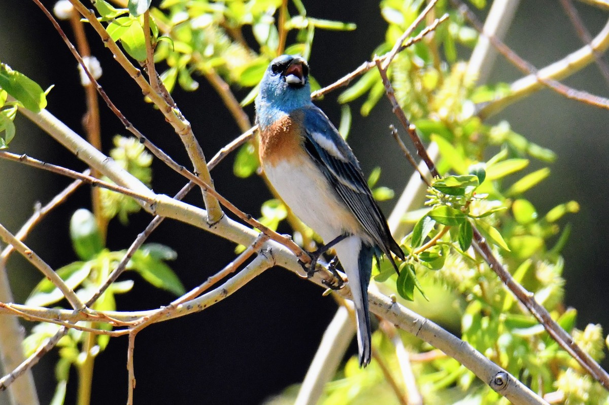 Lazuli Bunting - ML450290421