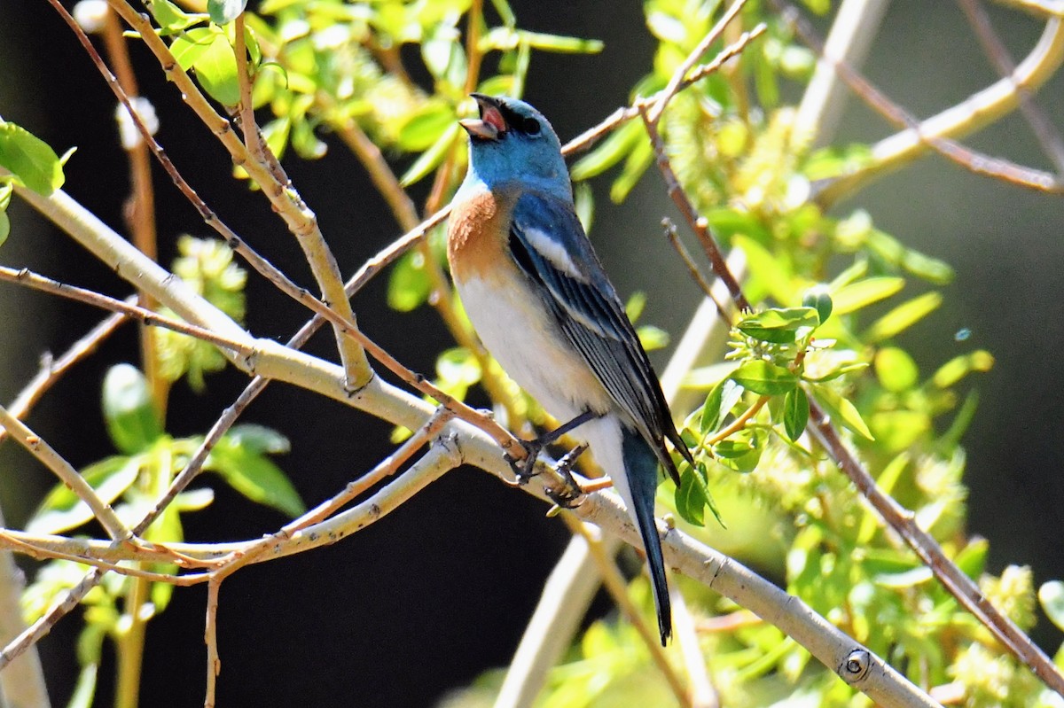 Lazuli Bunting - ML450290431