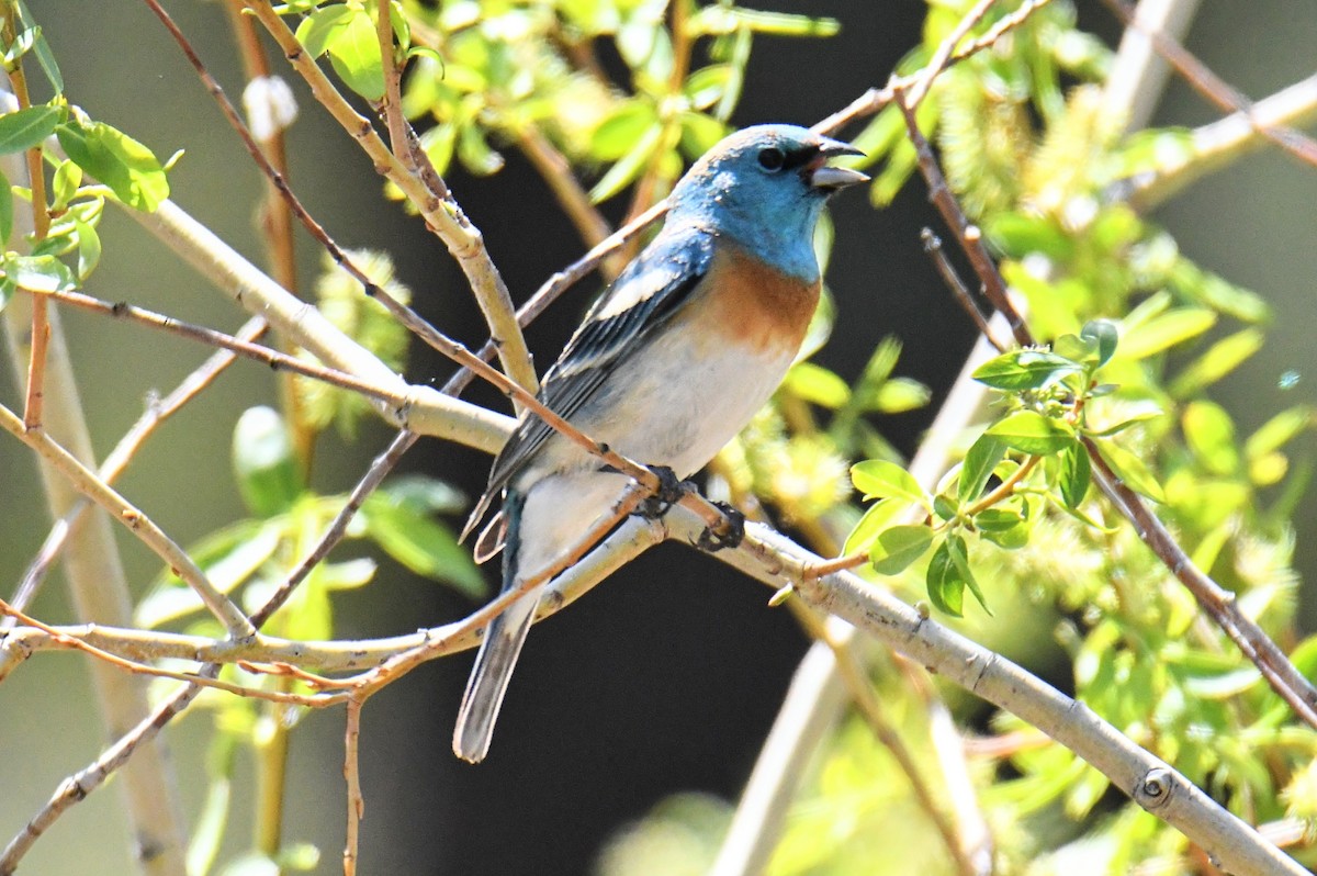 Lazuli Bunting - ML450290441