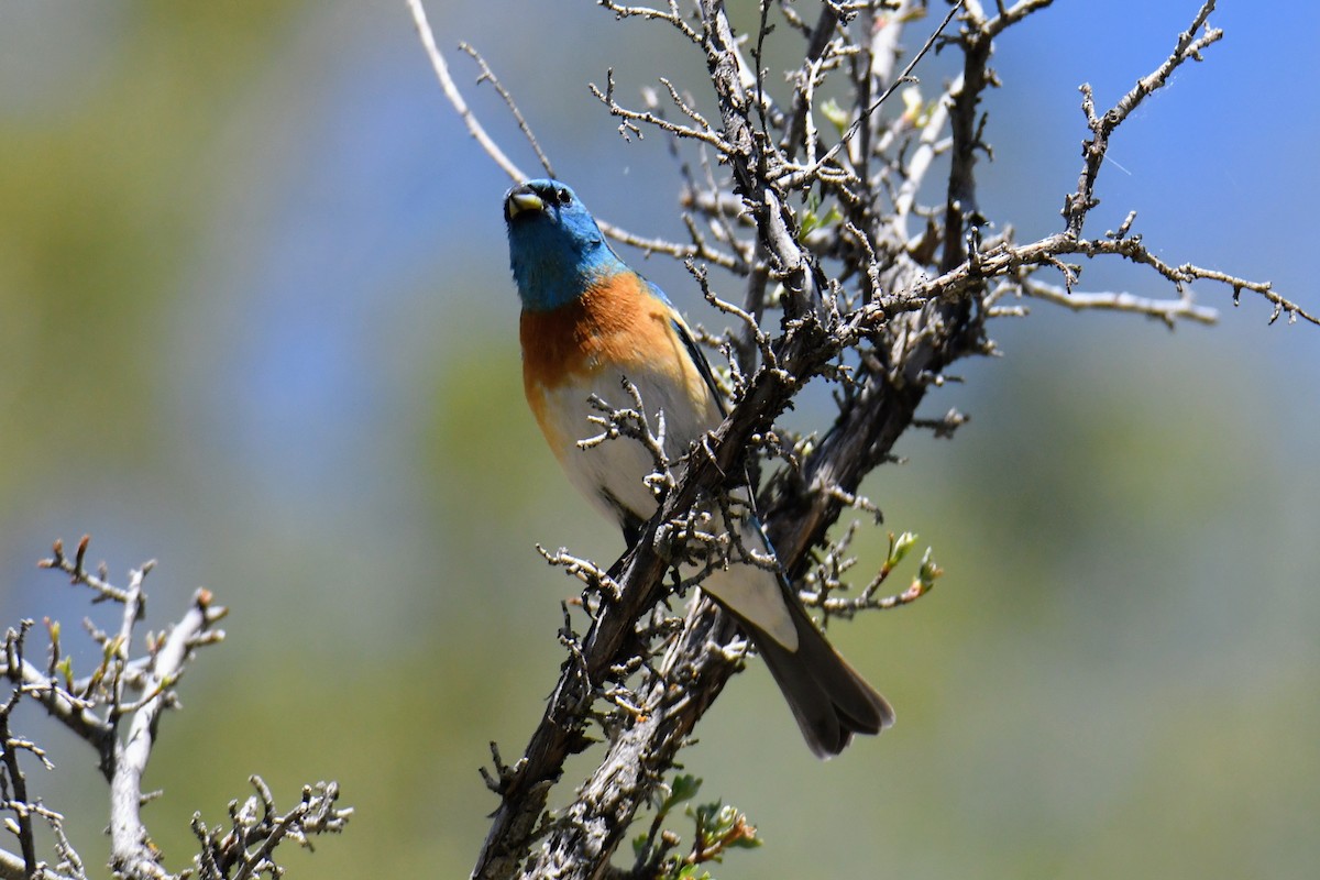 Lazuli Bunting - ML450290461