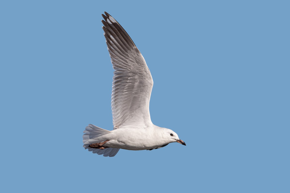 Silver Gull - ML450292851