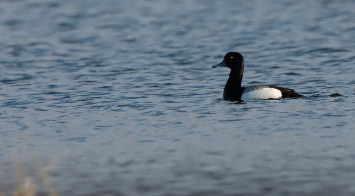 Greater Scaup - ML450293061