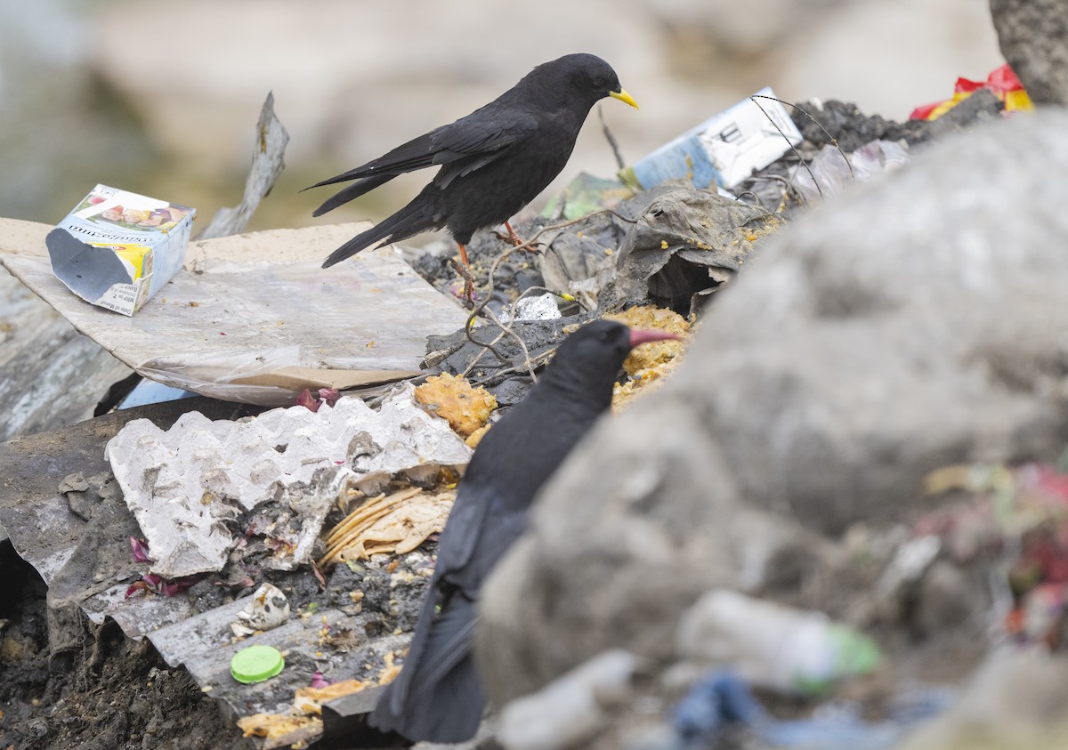 Yellow-billed Chough - ML450293741