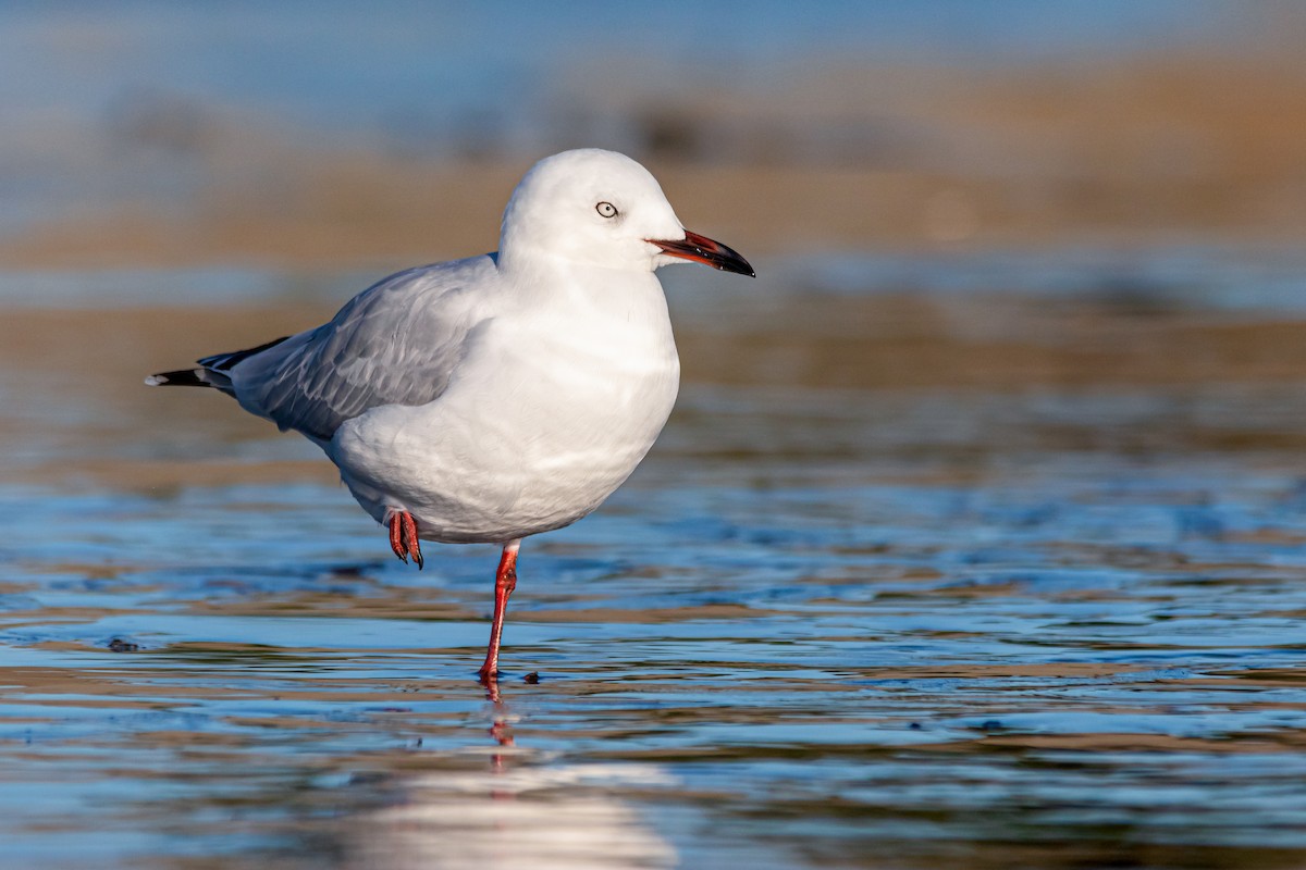 Black-billed Gull - ML450294551