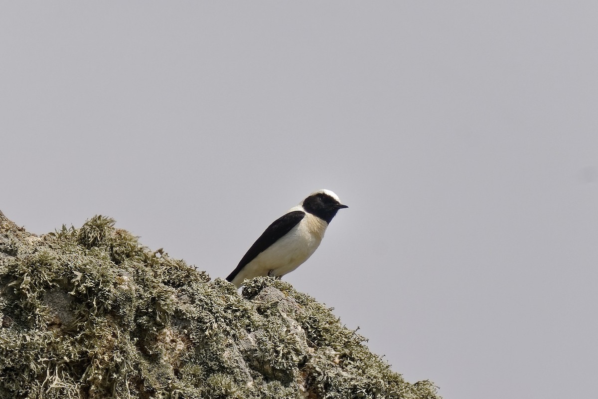 Eastern Black-eared Wheatear - ML450296351