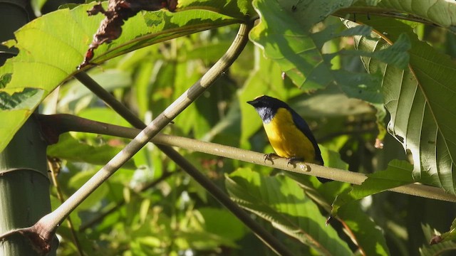 Spot-crowned Euphonia - ML450296431