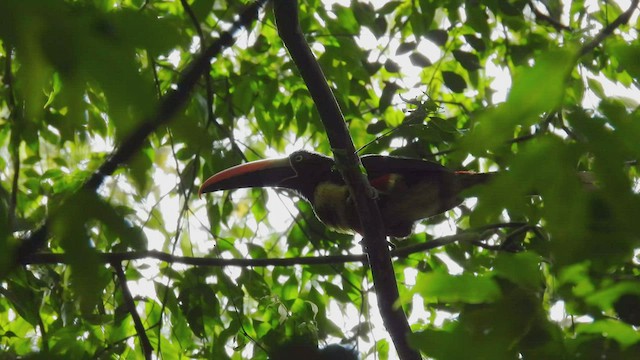 Fiery-billed Aracari - ML450296831