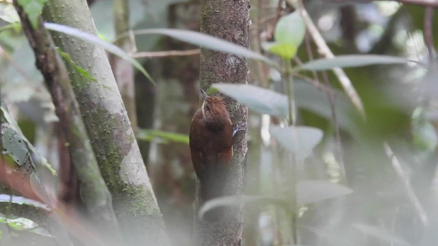 Tawny-winged Woodcreeper - ML450297091