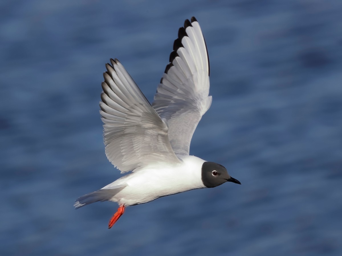 Bonaparte's Gull - ML450297201