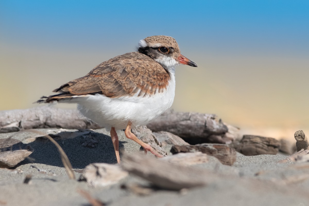Black-fronted Dotterel - ML450297311