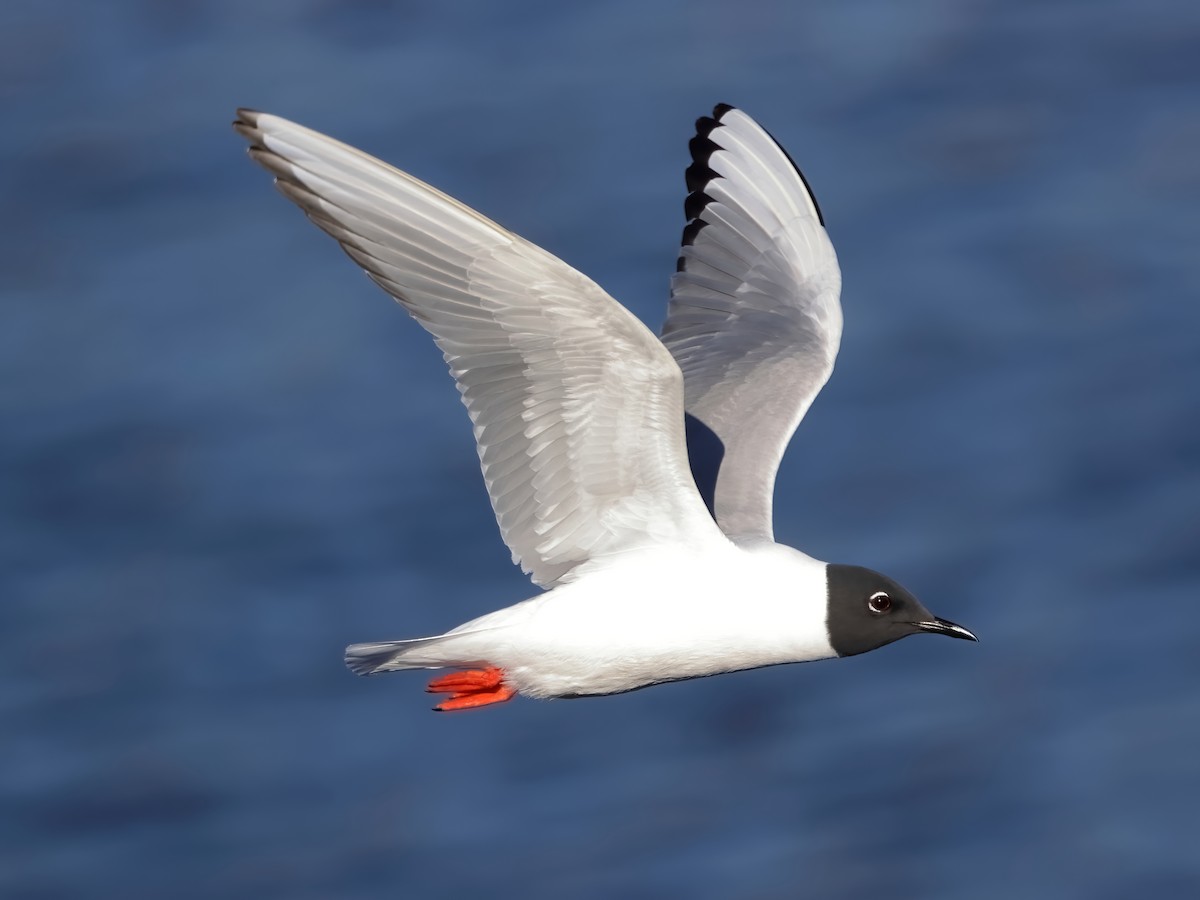 Mouette de Bonaparte - ML450297451