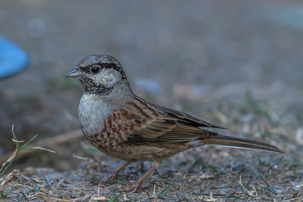 White-capped Bunting - ML450297591