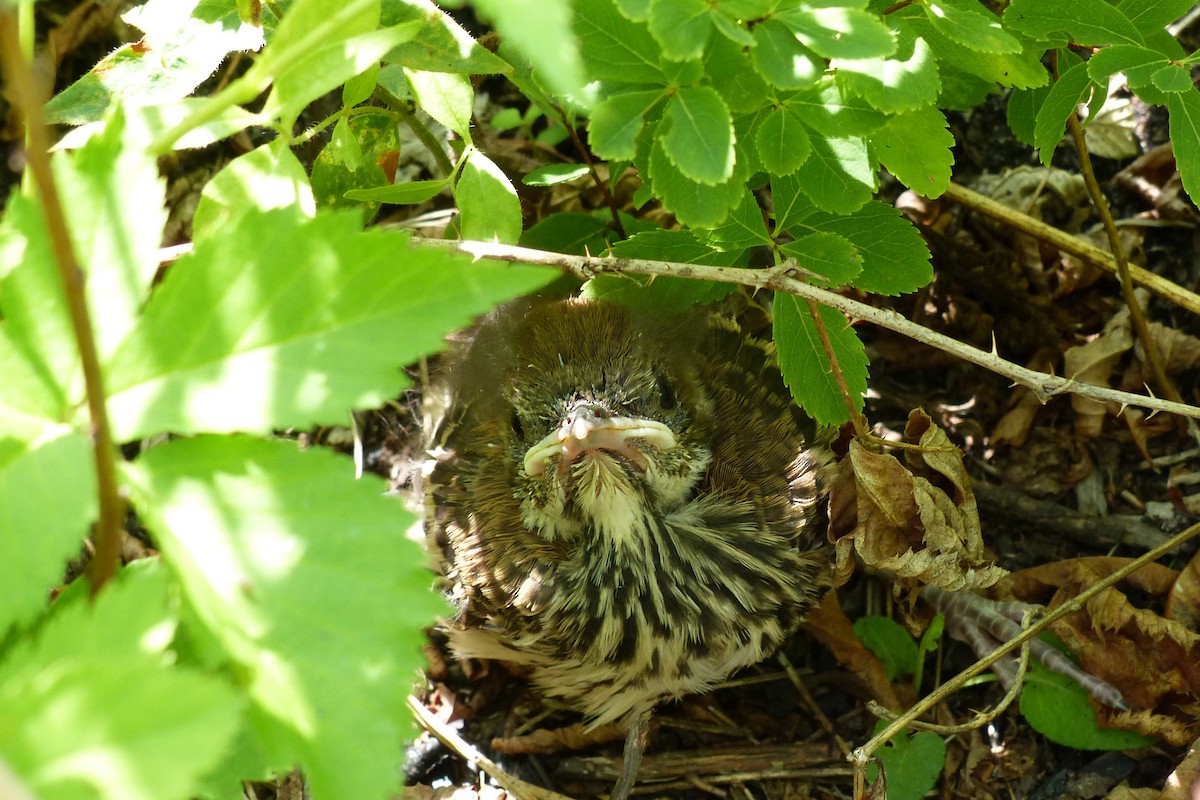 Brown Thrasher - ML45029781