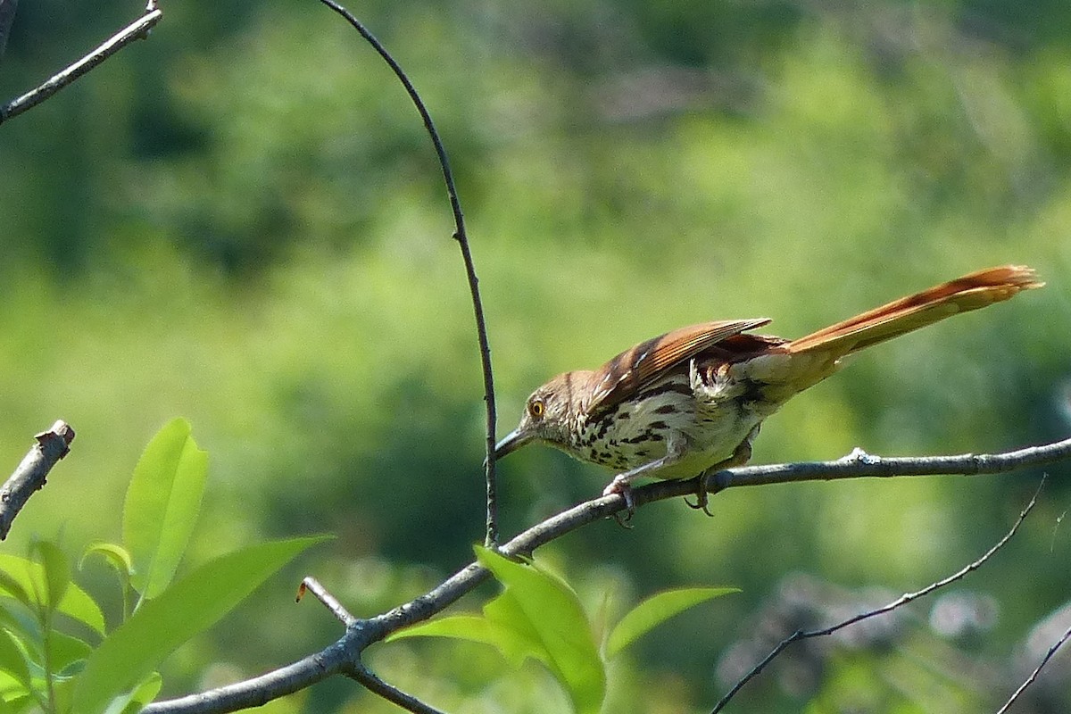 Brown Thrasher - ML45029791