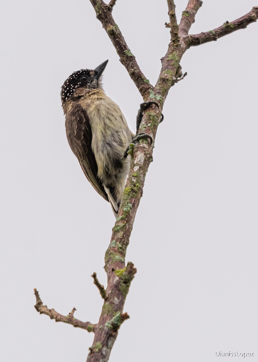 Grayish Piculet - ML450298051