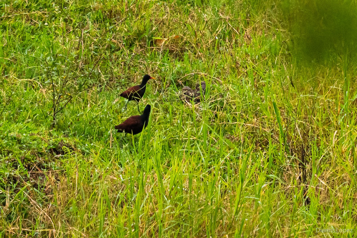 Wattled Jacana - ML450298201