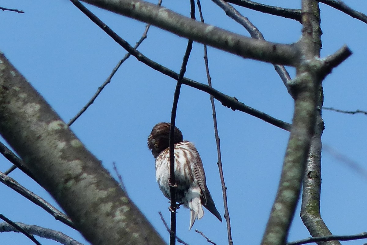 Purple Finch - ML45029881