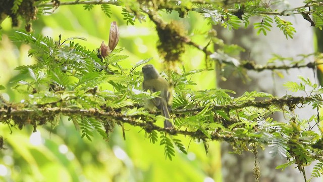 Yellow-olive Flatbill - ML450299081