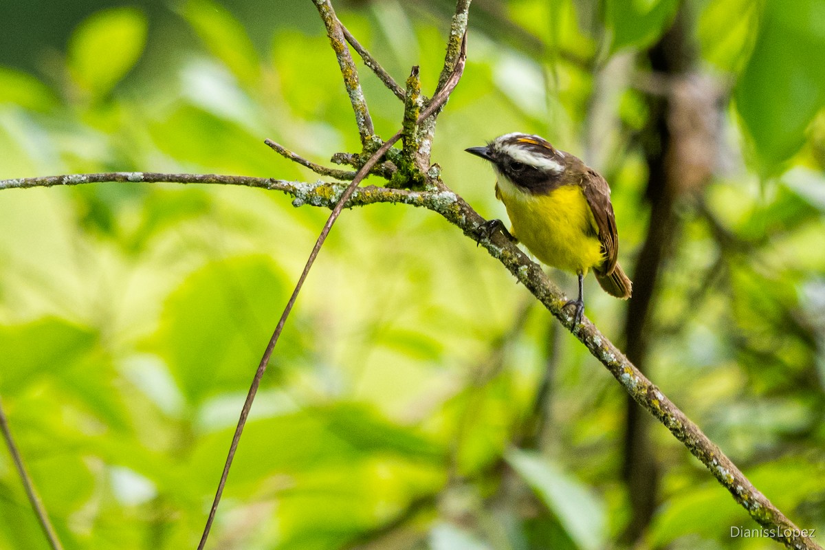 Rusty-margined Flycatcher - Diana López G