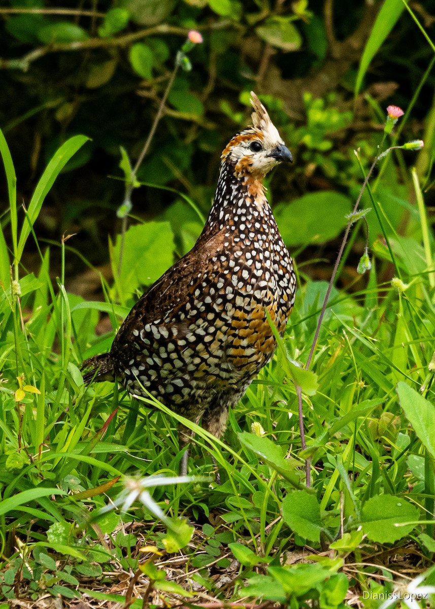 Crested Bobwhite - ML450299391