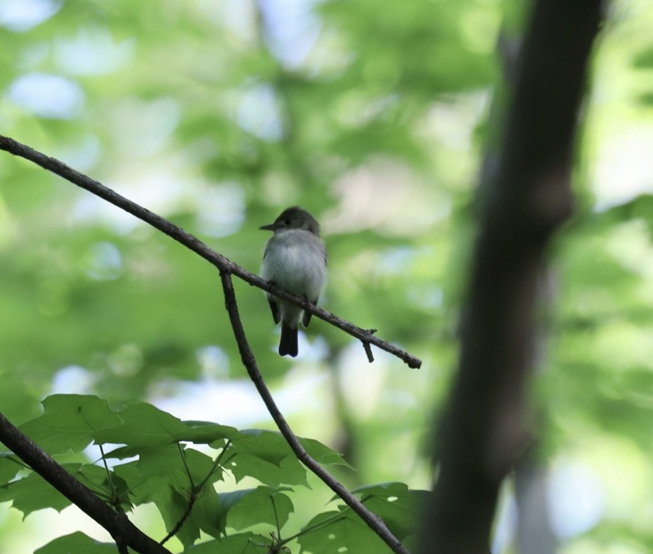 Acadian Flycatcher - ML450299981