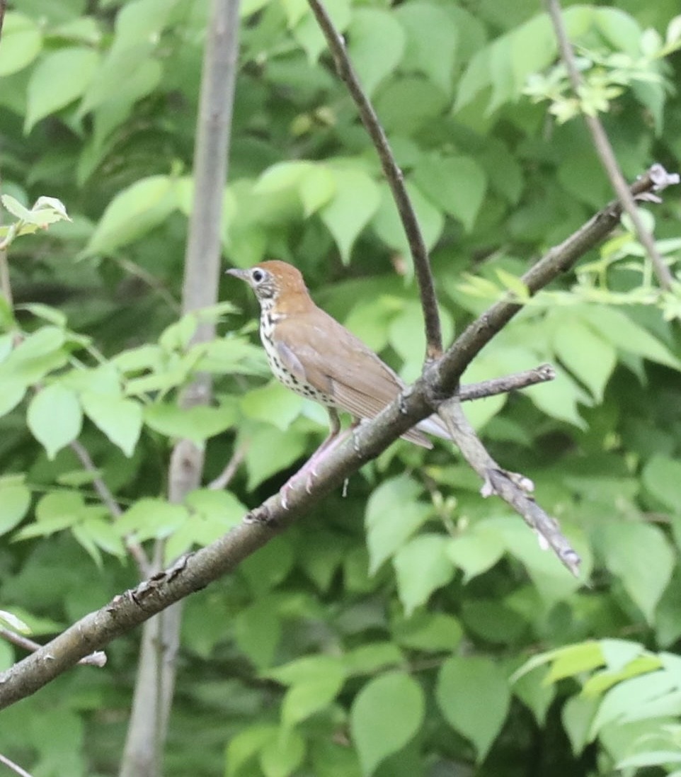 Wood Thrush - ML450300061