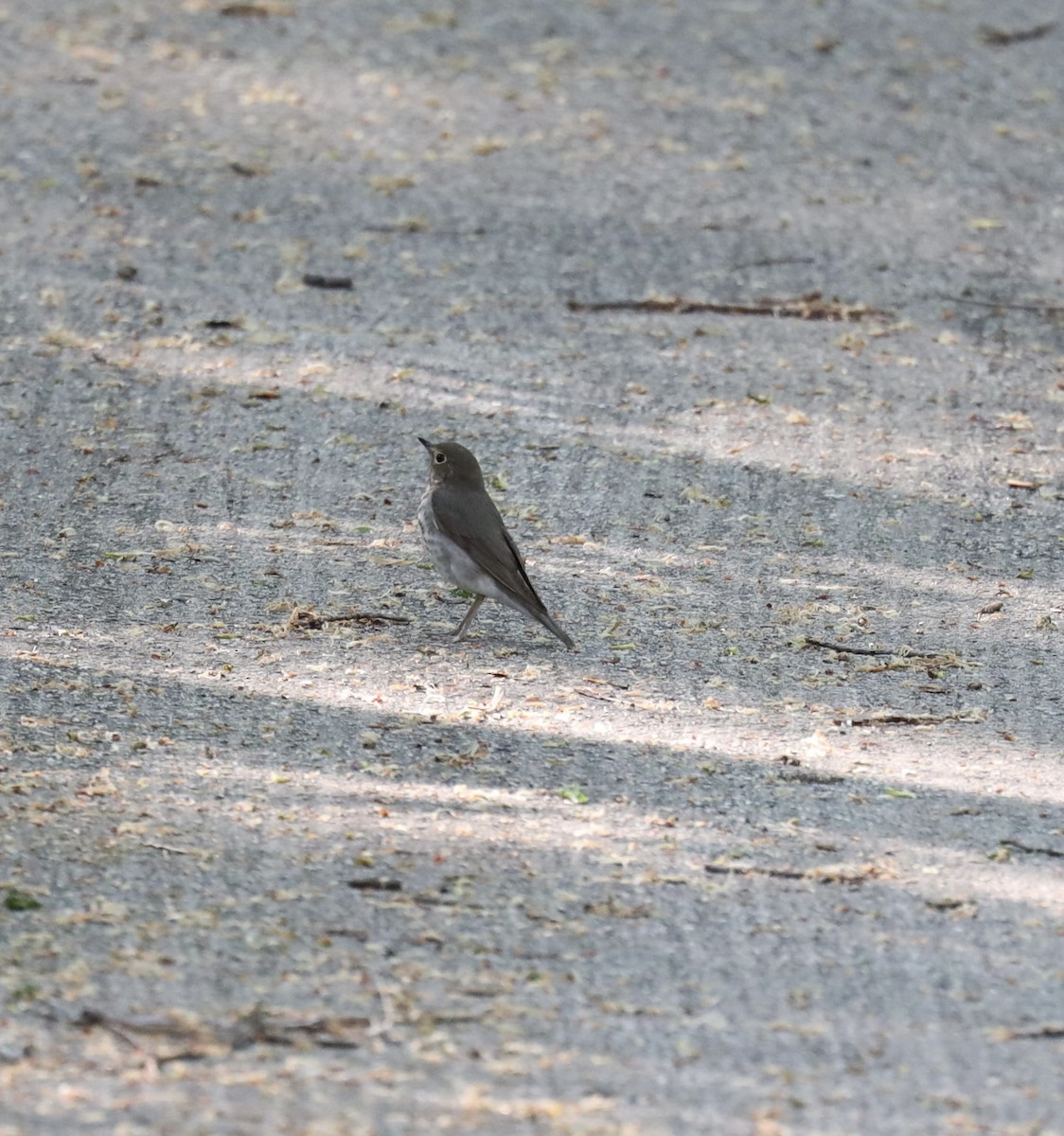 Swainson's Thrush - ML450300071