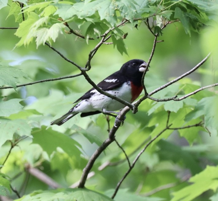 Rose-breasted Grosbeak - ML450300081