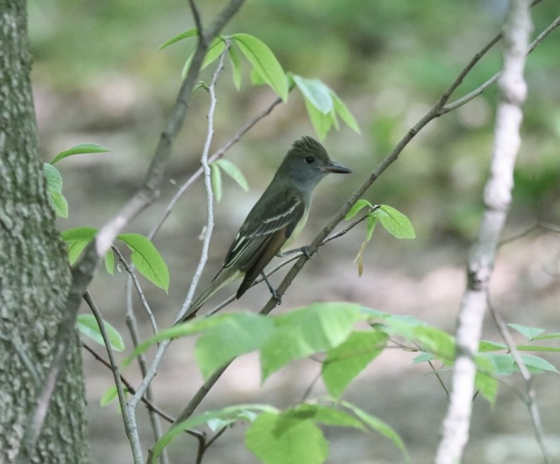 Great Crested Flycatcher - ML450300311