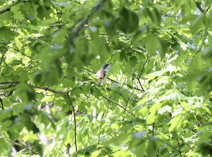 Yellow-billed Cuckoo - ML450300541