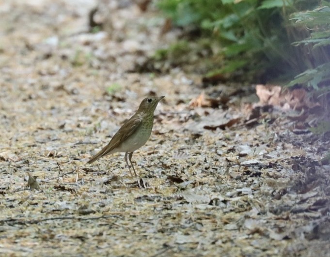 Veery - ML450300901