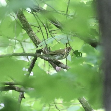 Ovenbird - ML450301001