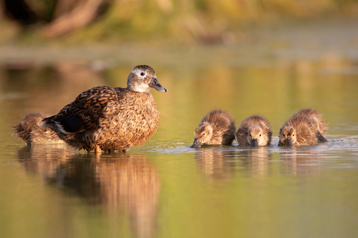 Laysan Duck - Percy Ulsamer