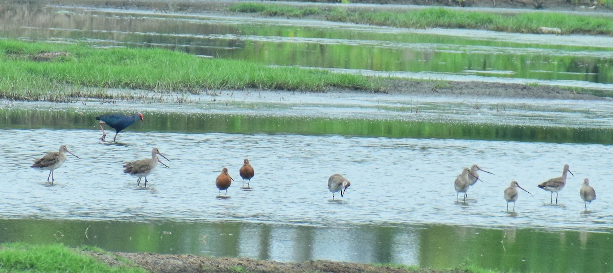 Black-tailed Godwit - ML450302451