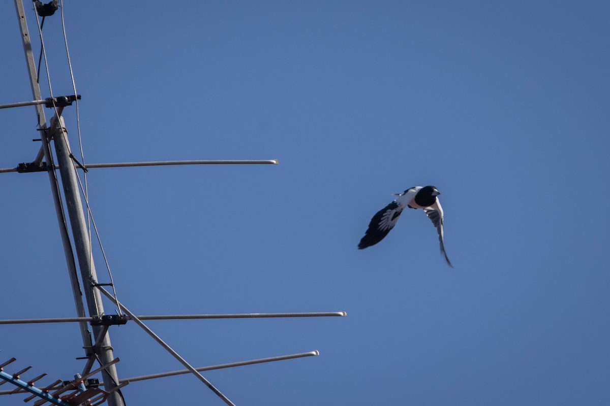 Pied Butcherbird - ML450302881