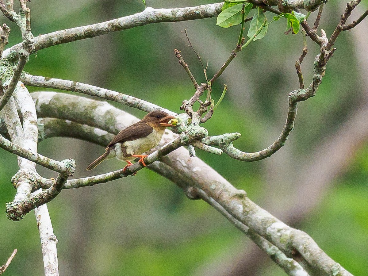 Sooty Barbet - ML450304651