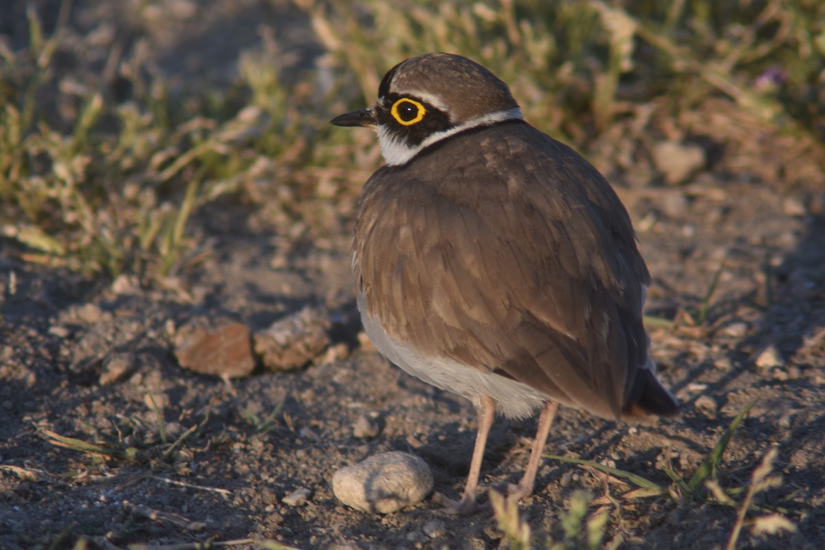 Little Ringed Plover - Metin Güzeliş